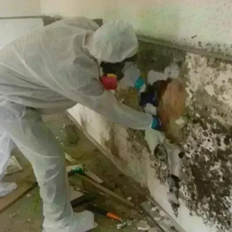 Mold Remediation and Removal in Arnolds Park, IA